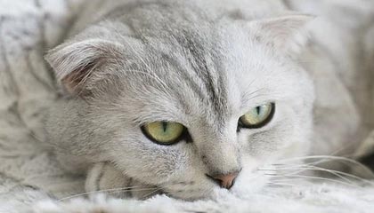 pp模拟器-华体会——开启全新体育娱乐体验